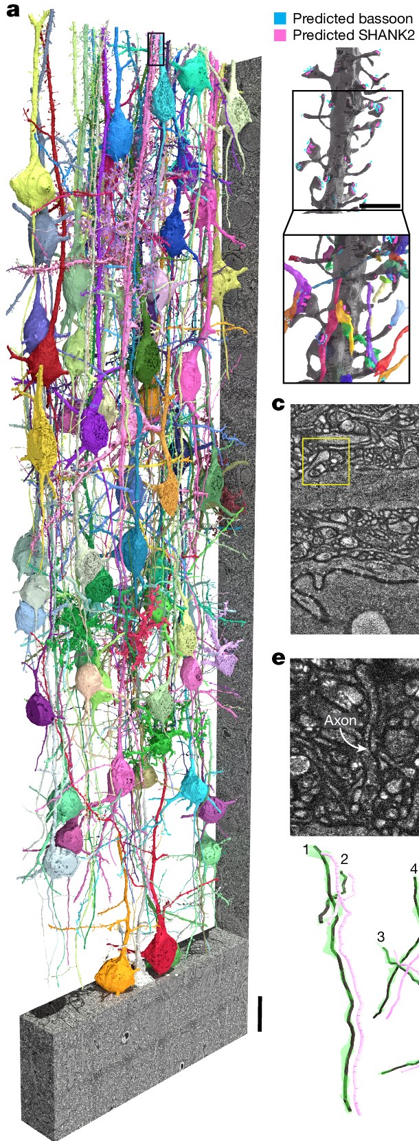 A tall block of light-microscopy brain data with 79 neurons reconstructed in color